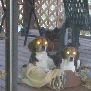 Meet your Posher, Debbie